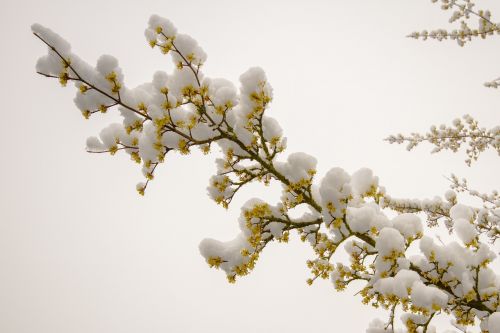 Sniegas,  Kovo Sniegas,  Gėlės,  Be Honoraro Mokesčio