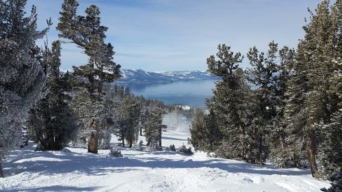 Sniegas,  Žiema,  Šaltas,  Mediena,  Medis,  Ežeras Tahoe,  Be Honoraro Mokesčio