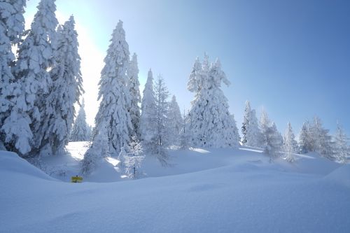 Sniegas,  Žiema,  Šaltas,  Žiemą,  Žiemos Diena,  Žiemos Medžiai,  Be Honoraro Mokesčio