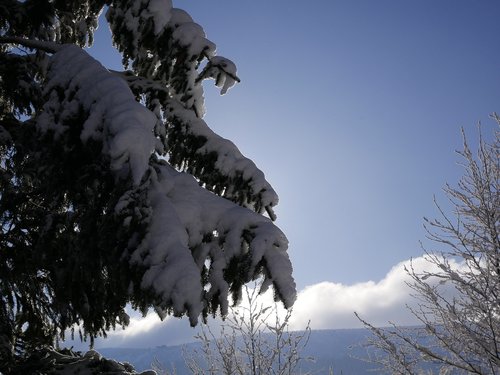 Sniegas,  Žiemos,  Medis,  Lauke,  Pobūdį,  Dangus,  Sušaldyti,  Sezonas,  Orų,  Vaizdingas