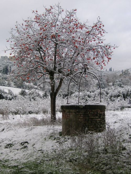 Sniegas, Medis, Žiema, Šaltas, Pozzo