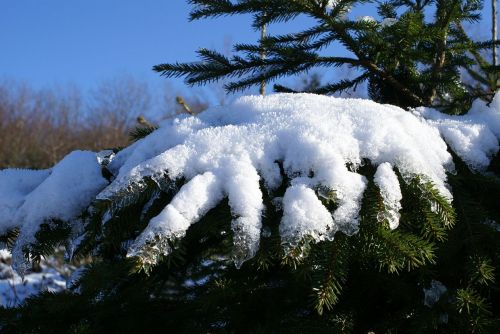 Sniegas, Dėl, Žiema, Eglė, Medis, Sniegas