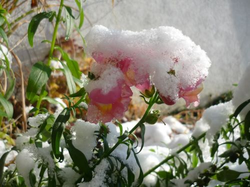 Sniegas, Žiema, Gėlė, Snieguotas, Šaltas, Oras, Gamta