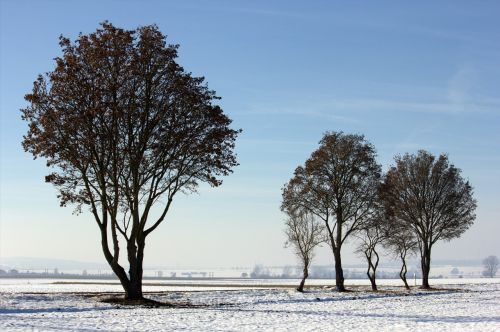 Sniegas, Medis, Žiemą, Žiemos Nuotaika, Šaltas, Kraštovaizdis, Gamta, Sniego Kraštovaizdis, Saulė, Bavarija, Balta, Mėlynas, Dangus, Snieguotas, Žiema