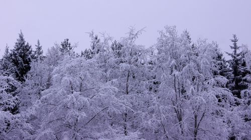 Sniegas, Žiema, Kraštovaizdis, Filialai, Medis, Miškas, Šaltis, Šaltas, Suomių