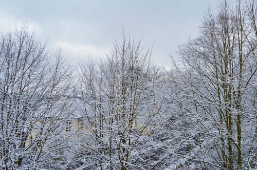 Sniegas, Medžiai, Snieguotas, Sniegas, Berlynas, Vokietija, Žiema, Estetinis, Morgenstimmung, Miestas