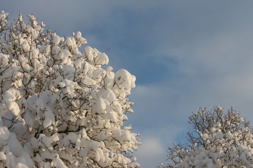 Sniegas, Medis, Žiema, Dangus, Šaltas