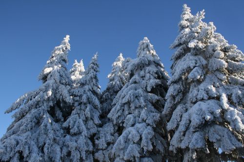 Sniegas, Snieguotas, Eglės, Žiema, Medžiai