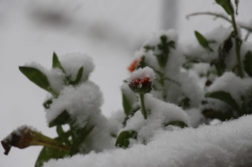 Sniegas, Gėlė, Prisnigo Į, Žiema, Šaltas, Šaltis, Žiedas, Žydėti, Snieguotas, Uždaryti, Ledas