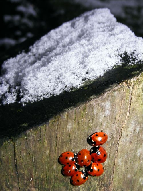 Sniegas,  Boružė,  Žiema