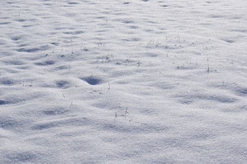 Sniegas, Žiema, Žiemą, Žolė, Sušaldyta, Ledas