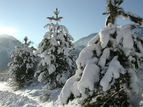 Sniegas,  Medis,  Žiema,  Šaltas,  Peizažai