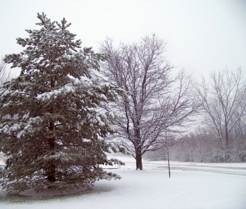 Sniegas,  Visžalis,  Medžiai,  Kalėdos,  Xmas,  Žiema,  Sniegas Ir Medžiai