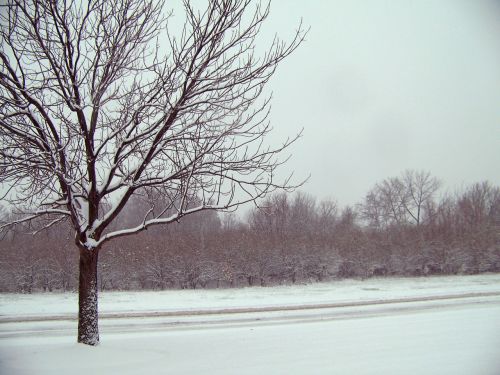 Sniegas,  Medžiai,  Kalėdos,  Xmas,  Žiema,  Sniegas Ir Medžiai