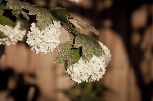 Hortenzija, Sniego Rutuliniai Gėlės, Balta, Gėlė