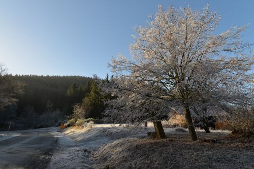 Sniego Vyšnios Medis, Žiema, Šaltis, Rasa, Sniegas