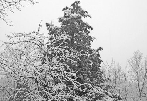 Medžiai,  Sniegas,  Kalėdos,  Xmas,  Žiema,  Filialai,  Galūnės,  Sniego Danga Medžiai