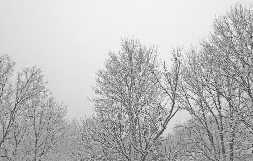 Medžiai,  Filialai,  Sniegas,  Sniego Danga Medžiai