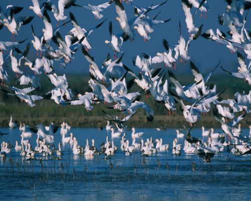 Sniego Žąsys, Flock, Skraidantis, Skrydis, Masė, Dangus, Gamta, Laukinė Gamta, Vandens Paukščiai, Laukiniai, Paukščiai, Vanduo, Pelkė, Lauke