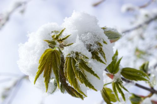 Pavasarį Sniegas, Sniegas, Pavasaris, Filialas, Lapai
