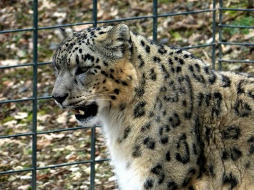 Sniego Leopardas, Katė, Gyvūnas, Žinduolis