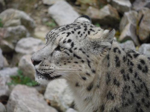 Sniego Leopardas, Galva, Uždaryti, Zoologijos Sodas, Gyvūnų Portretas