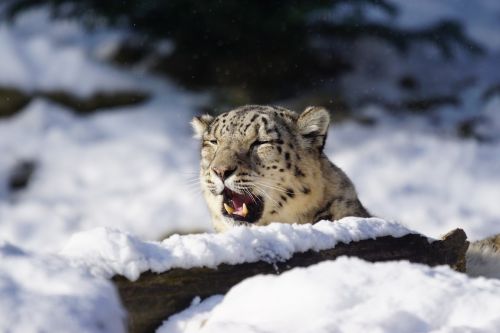 Sniego Leopardas, Neveikiantis, Katė, Žinduolis, Žiema, Sniegas, Šaltas, Gyvūnas