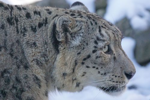 Sniego Leopardas, Plėšrūnas, Sniegas, Portretas, Gyvūnai