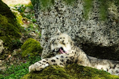 Sniego Leopardas, Didelė Katė, Katė, Zoologijos Sodas