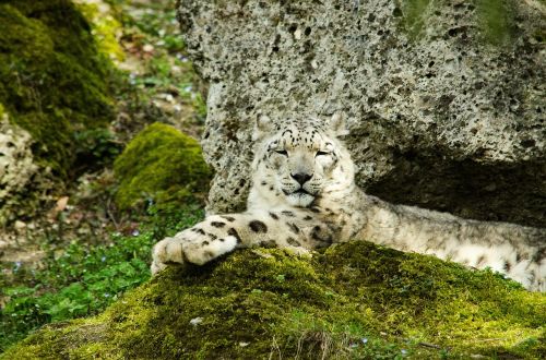Sniego Leopardas, Didelė Katė, Plėšrūnas, Zoologijos Sodas, Katė