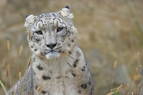 Sniego Leopardas, Irbis, Didelė Katė, Plėšrūnas, Kilnus, Dėmės, Gyvūnų Portretas, Panthera Uncia
