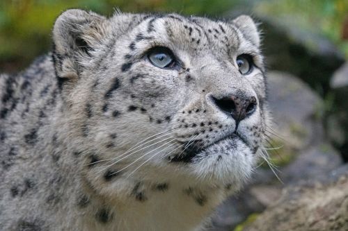 Sniego Leopardas, Irbis, Plėšrūnas, Panthera Uncia, Didelė Katė, Dėmės, Kilnus, Gyvūnų Pasaulis, Gyvūnų Portretas