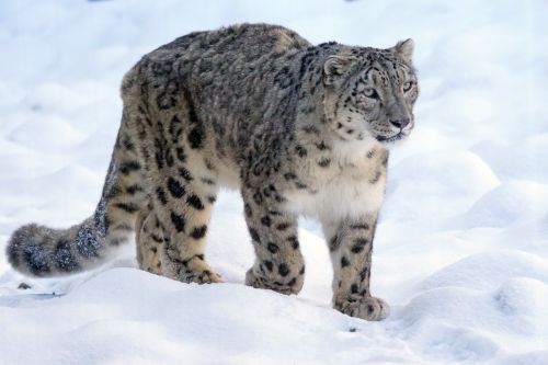 Sniego Leopardas, Plėšrūnas, Katė, Gresia Pavojus, Sniegas, Wildcat, Panthera Uncia, Gyvūnų Portretas, Irbis, Žiema, Šaltas, Kilnus