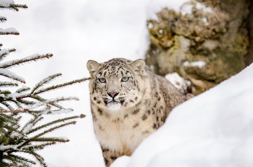 Sniego Leopardas, Didelė Katė, Katė, Sniegas, Žiema, Zoologijos Sodas, Wildcat, Medžiotojas, Laukiniai, Pavojingas, Portretas, Rizika