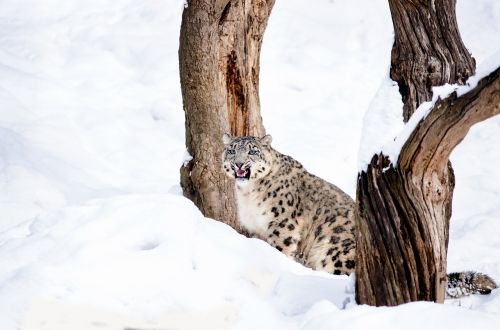 Sniego Leopardas, Katė, Didelė Katė, Wildcat, Medžiotojas, Sniegas, Žiema, Plėšrūnas, Zoologijos Sodas, Šaltas, Rizika, Pavojingas, Peacock Chen, Kailis, Sėdėti