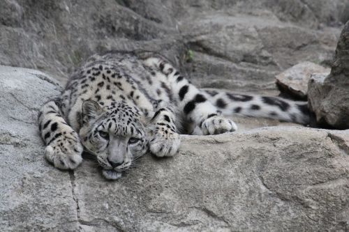 Sniego Leopardas, Leopardas, Plėšrūnas, Katė, Didelė Katė, Zoologijos Sodas, Sniego Leopardai, Gyvūnas