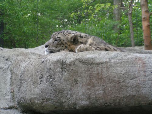 Sniegas,  Leopardas,  Pitsburge,  Zoologijos Sodas,  Sniego Leopardas