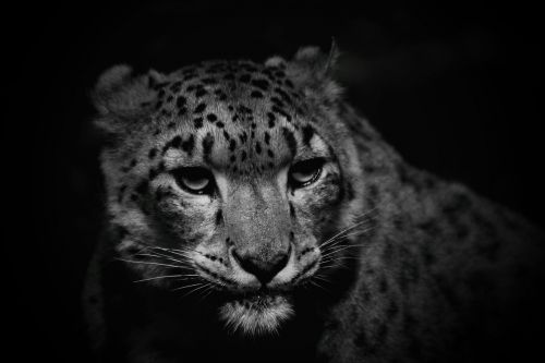 Sniego Leopardas, Katė, Leopardas, Gamta, Medžiotojas, Gresia Pavojus, Uždaryti
