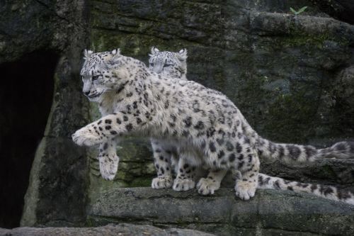 Sniego Leopardas, Laukiniai, Plėšrūnas, Katė, Zoologijos Sodas, Sniego Leopardai, Gyvūnas, Mėsėdžiai, Žinduolis, Sniegas, Šaltas, Wildcat, Laukinės Gamtos Fotografija, Didelė Katė, Leopardas, Kilnus