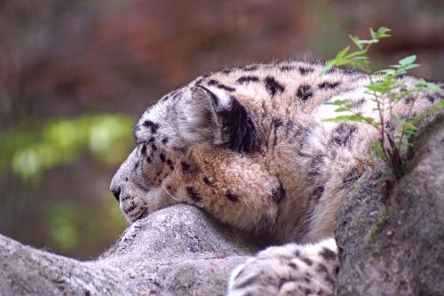 Sniego Leopardas, Katė, Tiergarten