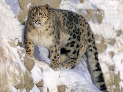 Sniego Leopardas, Prisirišęs, Ledge, Kačių, Didelis, Katė, Gyvūnas, Laukinė Gamta, Plėšrūnas, Dėmės, Kailis