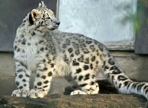 Sniego Leopardas, Jaunas Gyvūnas, Sniegas, Katė, Plėšrūnas, Dykuma, Gresia Pavojus