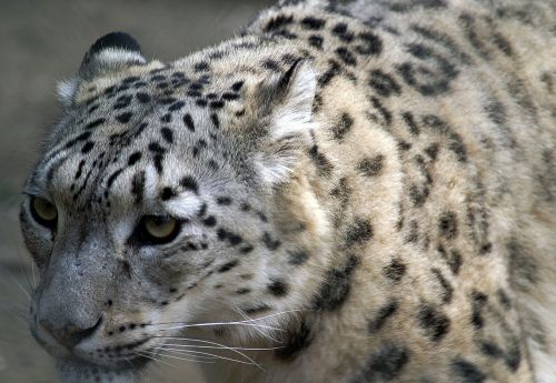 Sniego Leopardas, Uždaryti, Profilis, Katė, Gresia Pavojus, Gyvūnai, Portretas