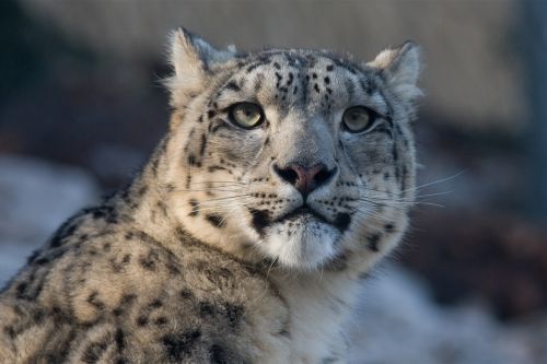 Sniego Leopardas,  Leopardas,  Panthera Uncia,  Katė,  Zoologijos Sodas,  Sniego Leopardai