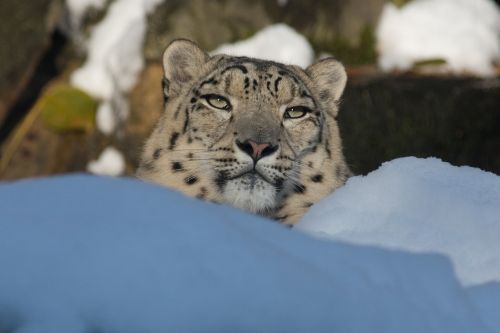 Sniego Leopardas,  Panthera Uncia,  Zoologijos Sodas,  Leopardas,  Katė
