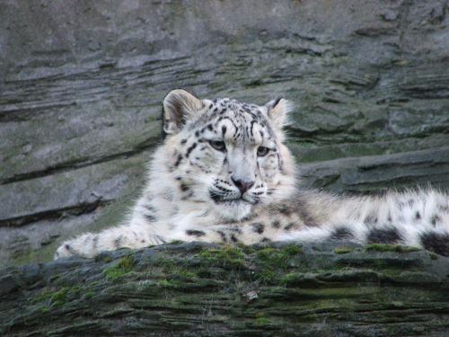 Sniego Leopardas, Gyvūnai, Gamta, Zoologijos Sodas, Laukiniai, Laukinė Gamta, Kailis, Kačių, Katė
