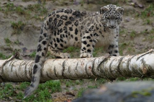 Sniego Leopardas,  Jaunas,  Žaismingas