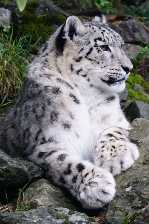 Sniego Leopardas, Neveikiantis, Plėšrūnas