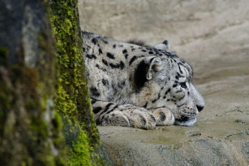 Sniego Leopardas, Neveikiantis, Plėšrūnas
