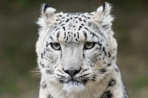 Sniego Leopardas, Portretas, Plėšrūnas
